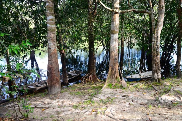 A seringueira era uma exclusividade da Amazônia.