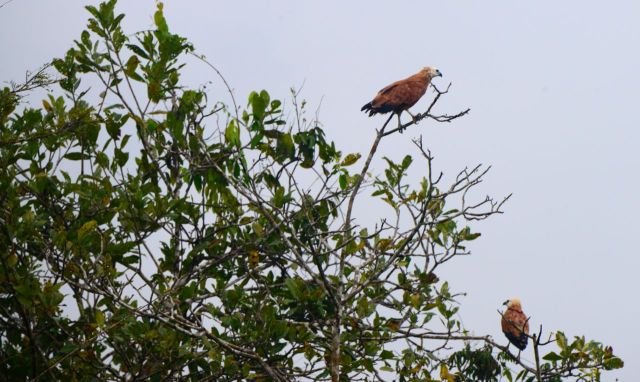 Vimos vários gaviões belos.