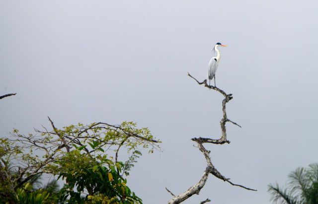 Vimos uma bela garça moura.