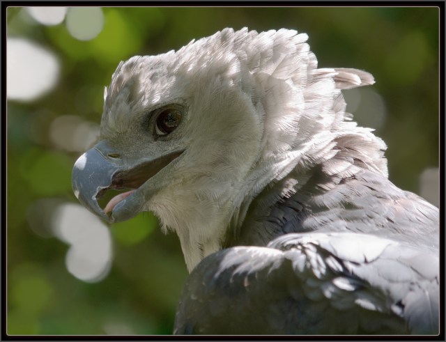 A hárpia - foto do site www.luis.impa.br