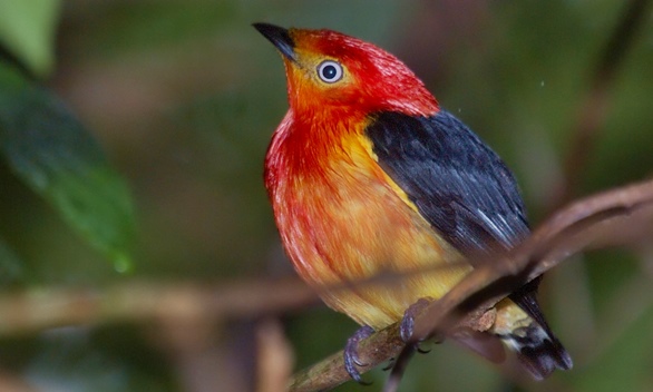 Uirapuru - Foto do site www.vnamazonas.com