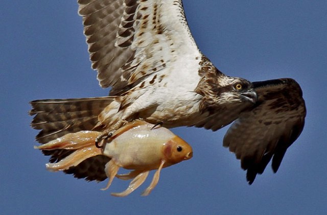 Águia pescadora - foto do site www. colunas.globorural.globo.com