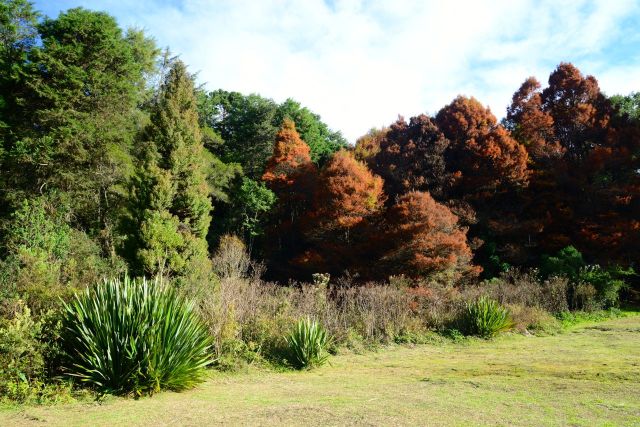 Árvores importadas se misturam no Horto Florestal de Campos do Jordão.