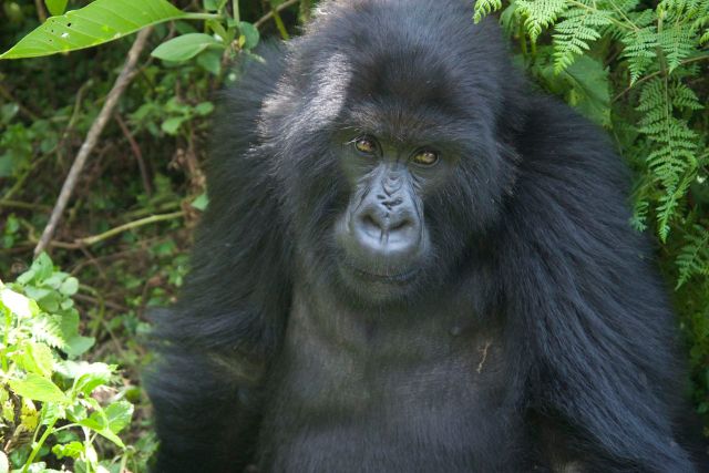 O primeiro gorila que encontramos.