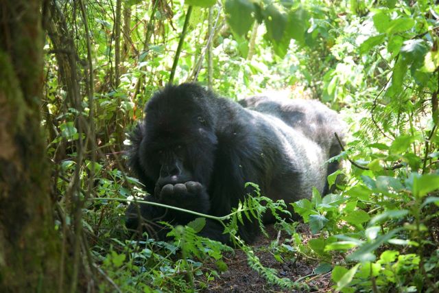 Encontramos o "Silver Back".
