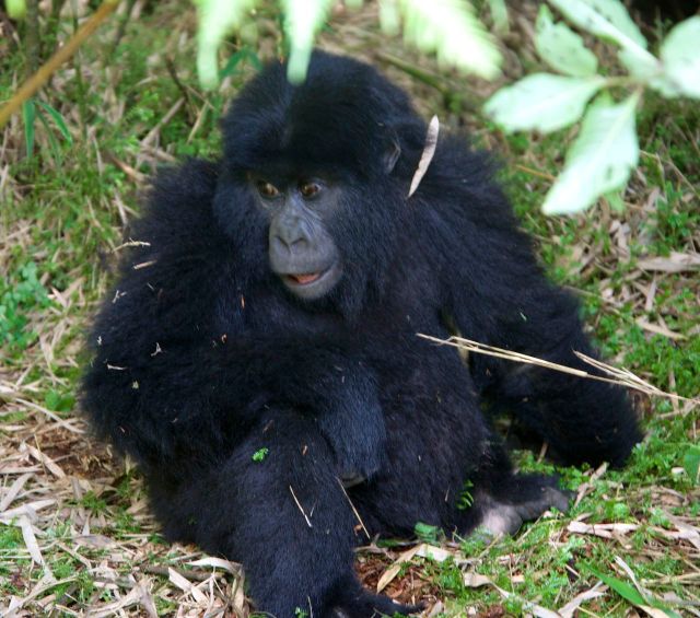 Bebê gorila.