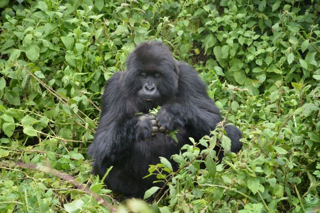 Um gorila-das-montanhas.