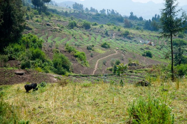 Alguns gorilas saem do Parque e ficam nas áreas agrícolas nos arredores.
