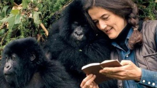 Dian Fossey interagindo com os gorilas-das-montanhas.