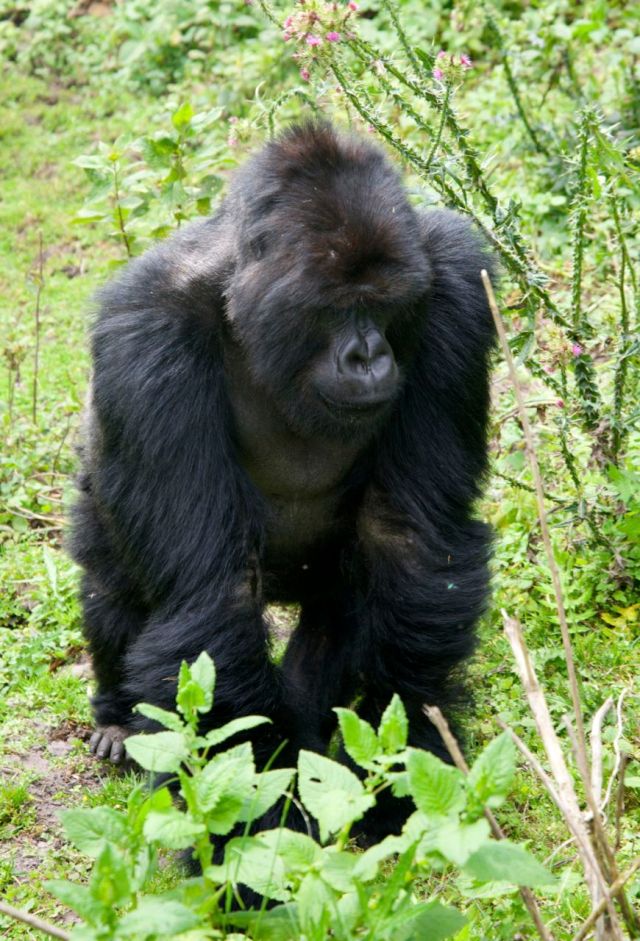 O gorila-das-montanhas.