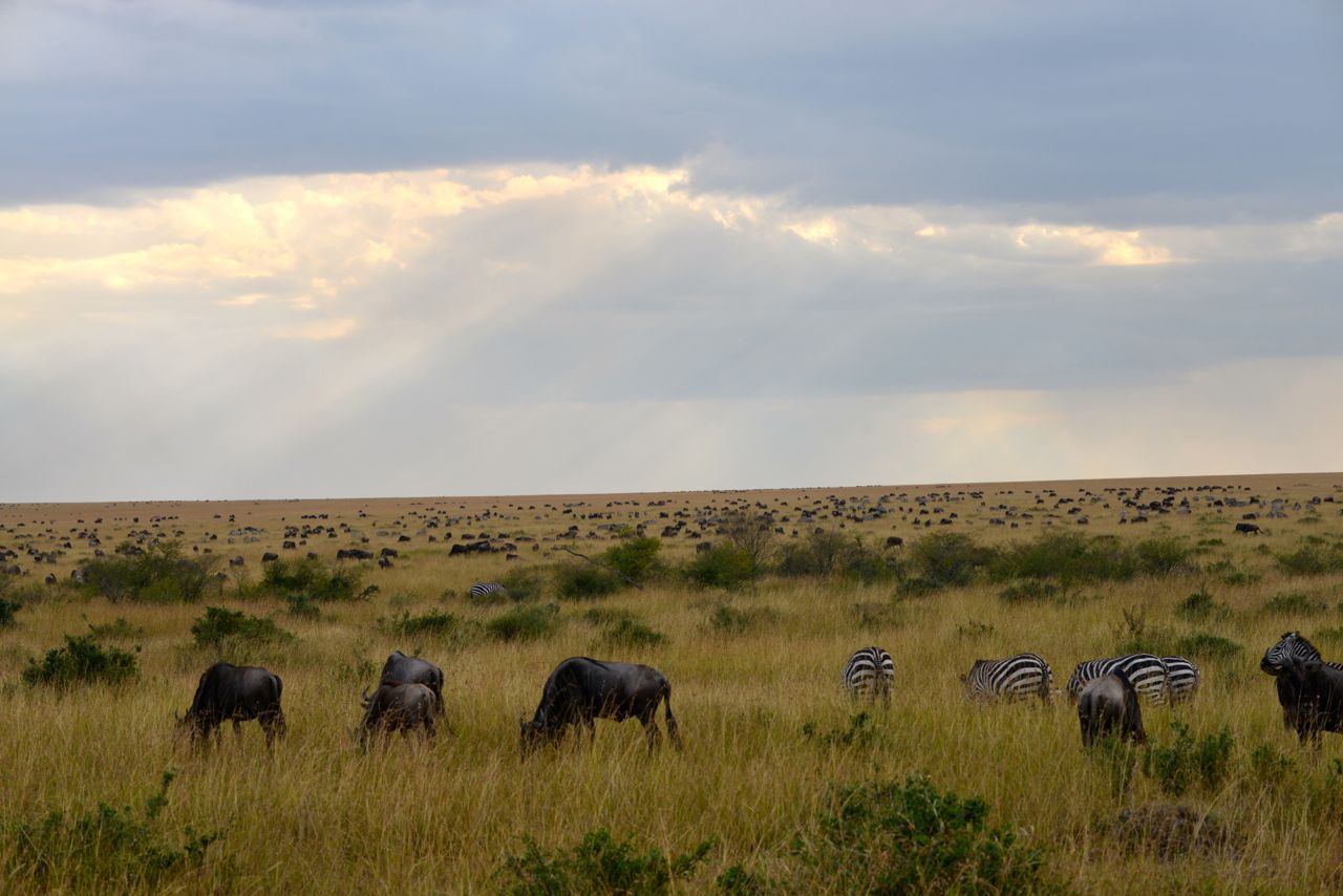 A pastagem abundante das savanas atrai grandes manadas.