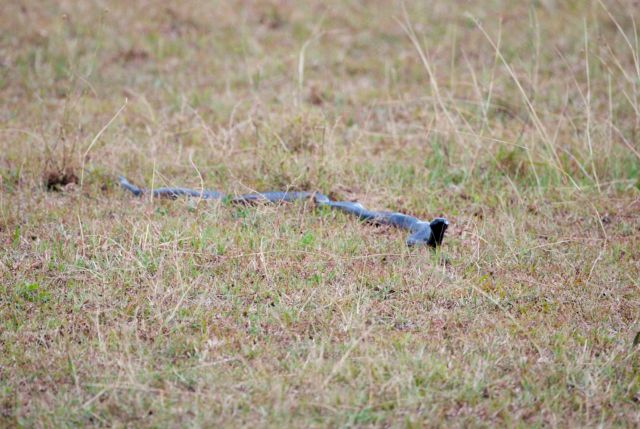 A Black mamba.