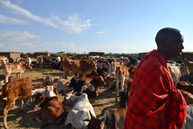 O gado e o guerreiro Masai.
