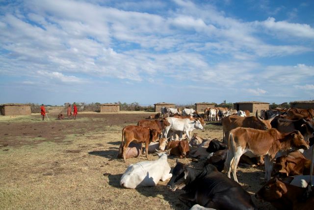 O interior de uma aldeia Masai.