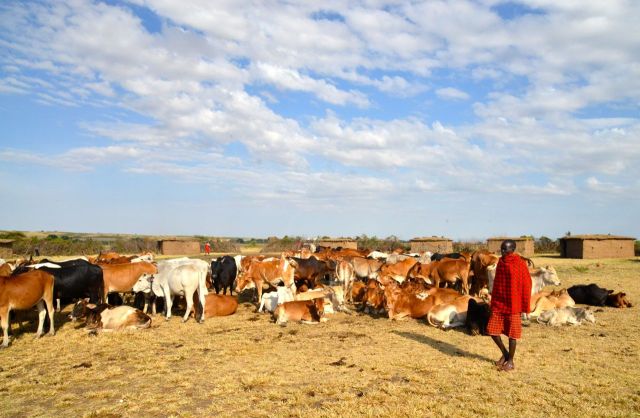 Os Masai são criadores de gado.