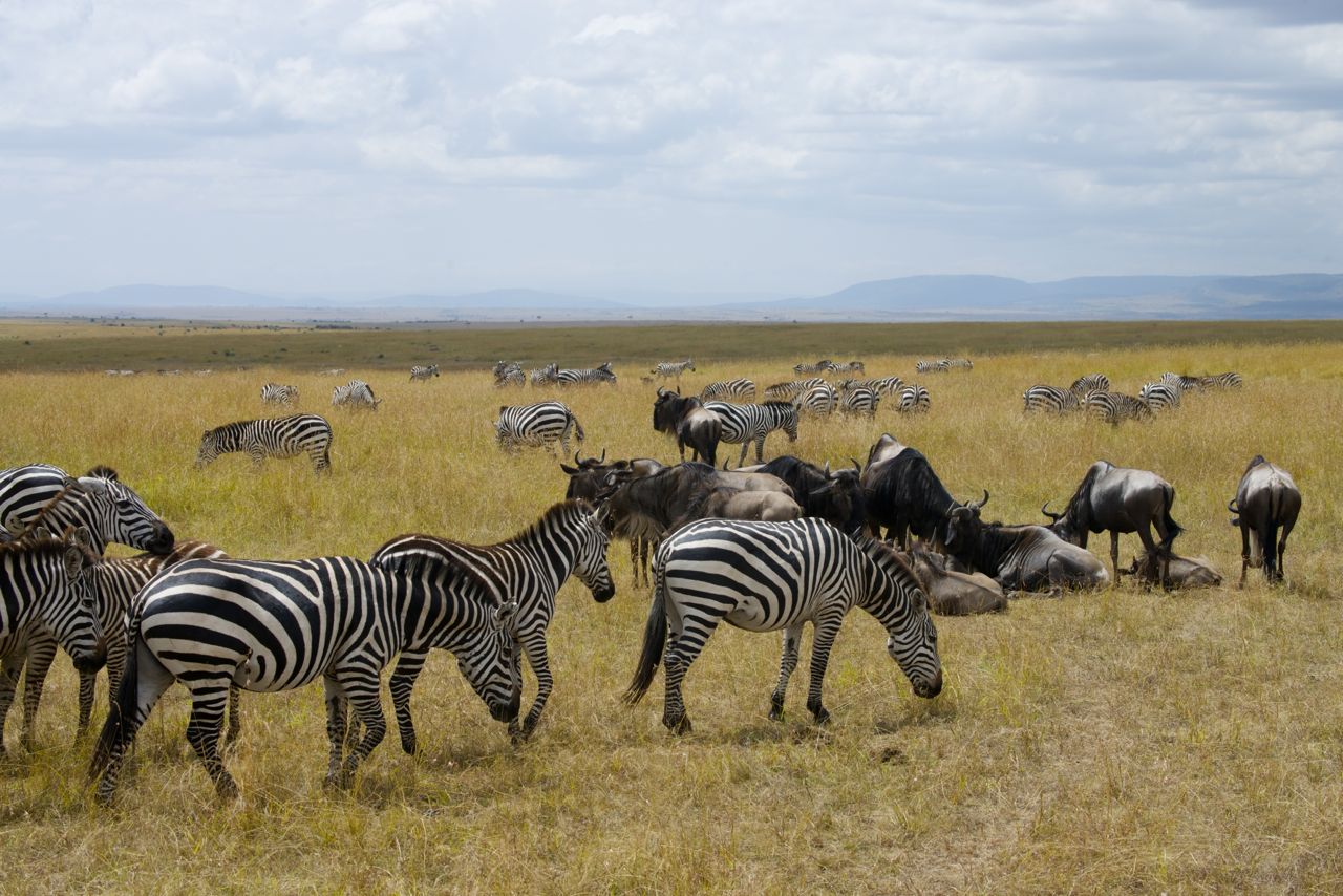 Zebras e gnus pastam juntos.
