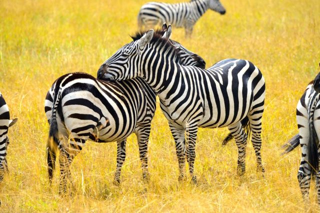 As zebras olhando para direções opostas.