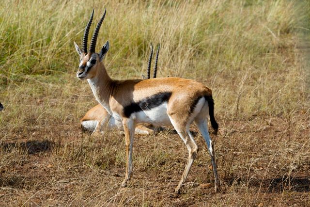 Thompson Gazela