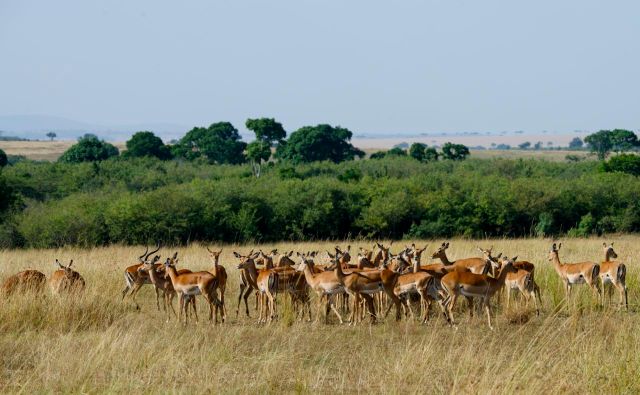 Um bando de impalas.