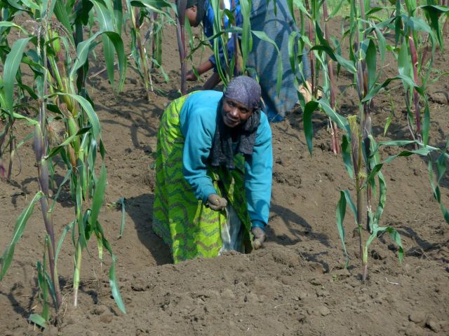 Cultivo do milho na beira da estrada em Kinigi.