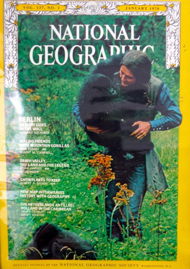 Uma das capas do trabalho da Dian Fossey, divulgado pela National Geographic Magazine em janeiro de 1970.
