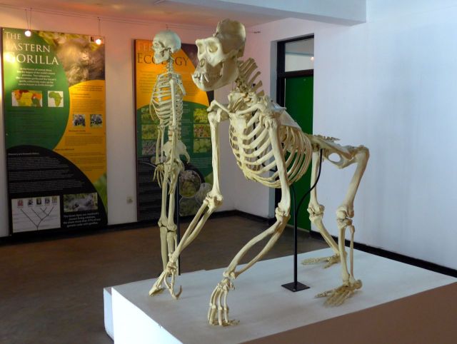 Esqueleto de um gorila no Fundo Internacional Gorila Dian Fossey