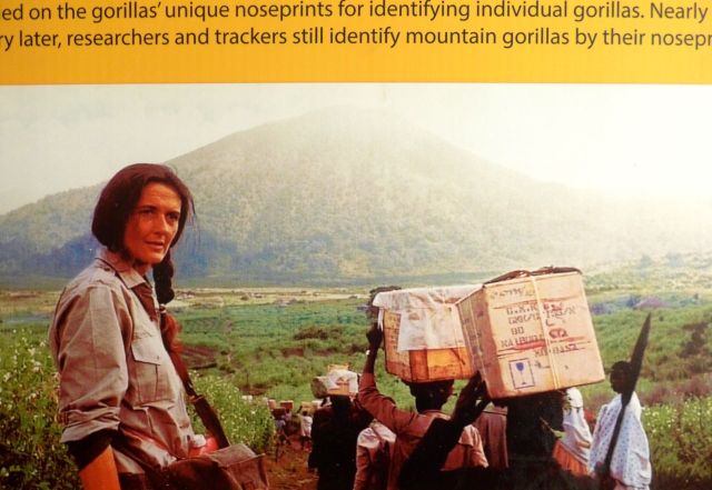 Fotografia de arquivo, no museu localizado na sede do The Dian Fossey Gorilla Fund.