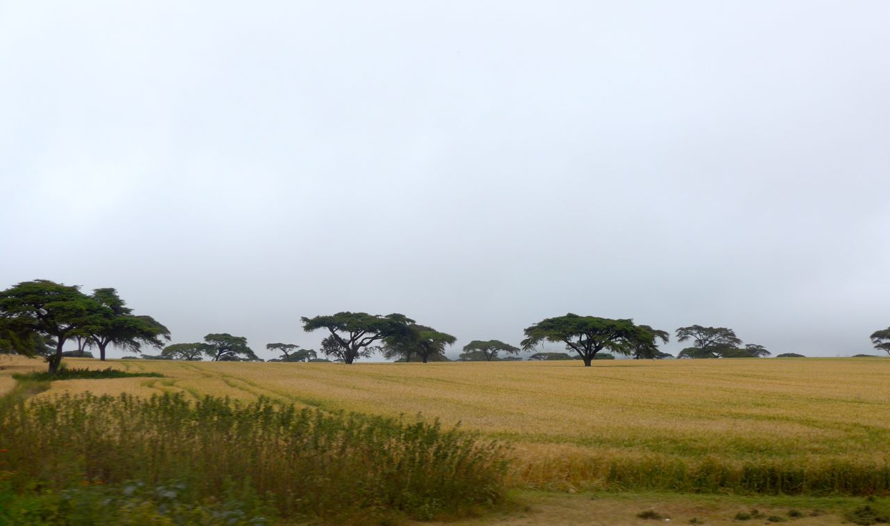 Cultivo do trigo nos arredores de Narok