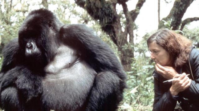Digit, o gorila preferido da Dian Fossey.