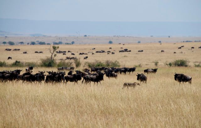 Os gnus expulsaram o guepardo.