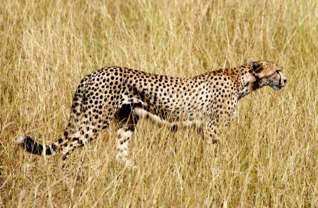 Cauda longa, cabeça pequena e corpo aerodinâmico.