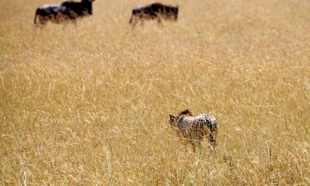 Os gnus percebiam a aproximação do guepardo e se afastavam.