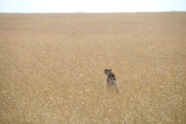 O guepardo se sentinela no meio da savana.