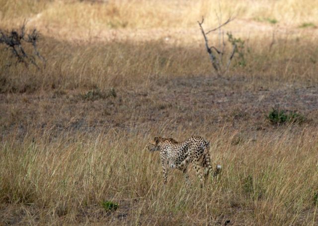 O guepardo desistiu da caçada.