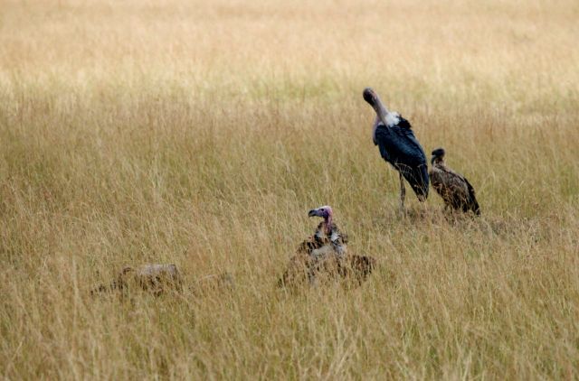 Abutres e um maribu.