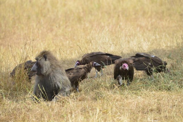 Os abutres cercavam o babuíno doente.