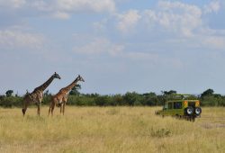 Um Safari nas margens do Rio Mara, no Quênia