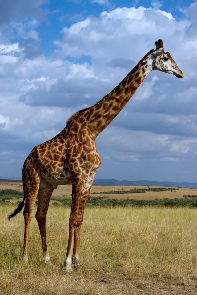 As girafas podem chegar a 6 metros de altura.