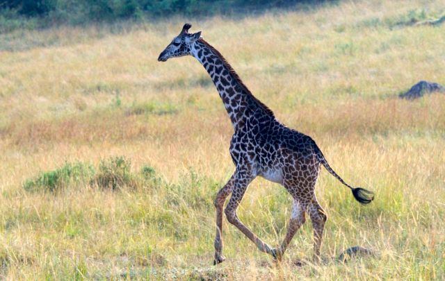 A girafa estava "abrindo alas" para o nosso safari.