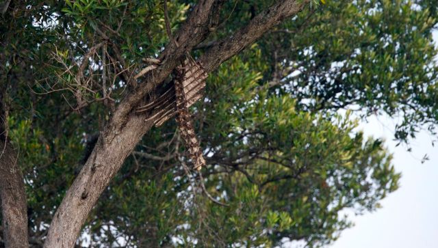 Carcaça de gnu no alto da árvore.