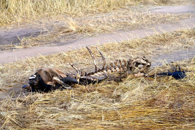 As carcaças dos gnus aparecem por todos os lados.