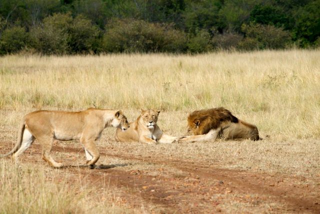 Um grupo de leões reinava absoluto na savana.