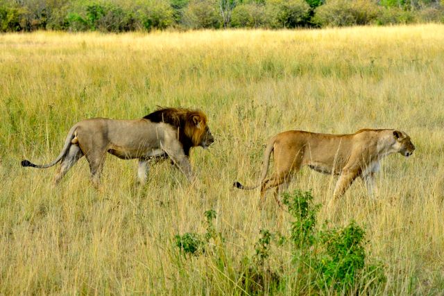 Um belo casal na savana.