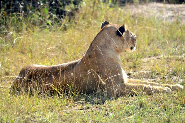A leoa estava atenta e preparada para caçar.