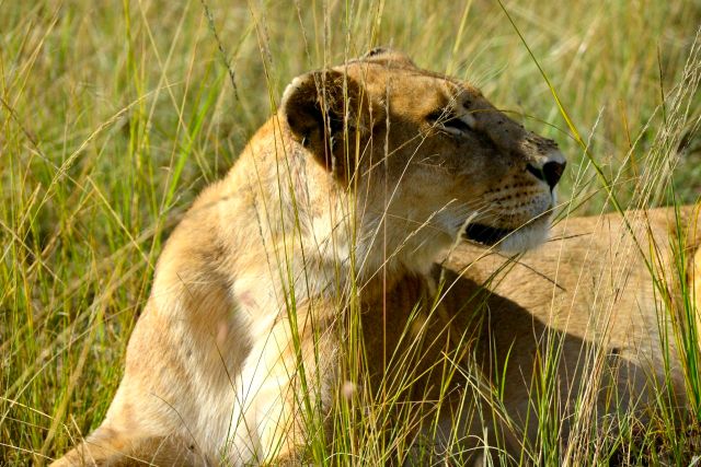 Todos à espera dos gnus.