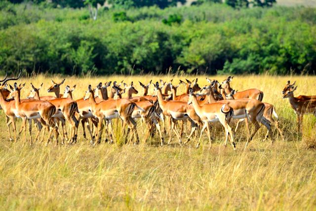 As impalas estavam atentas.