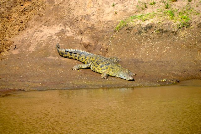 O crocodilo-do-nilo estava esperando os gnus.