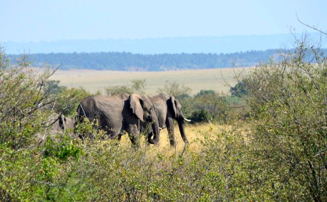 Os elefantes estavam observando a cena.