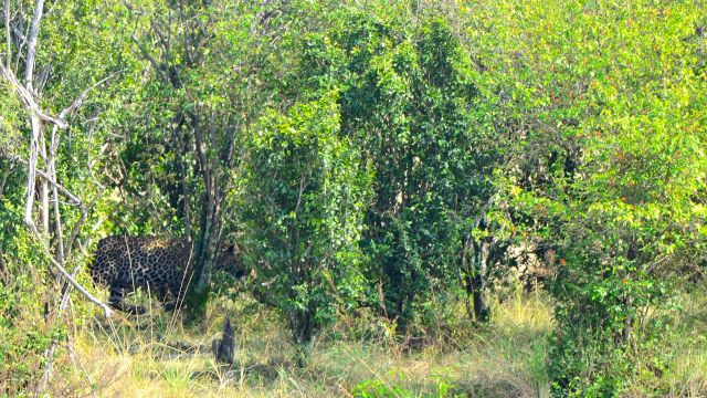 O leopardo camuflado na beira do rio.