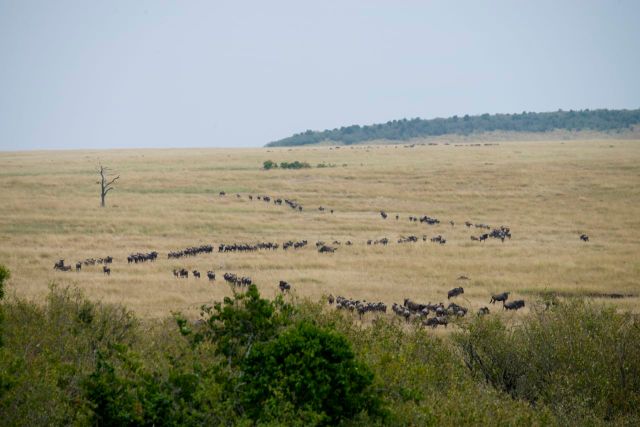 Os gnus estavam se agrupando do outro lado do rio.